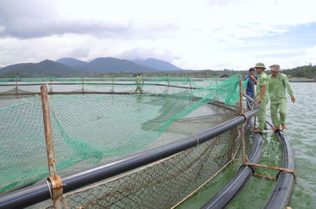 LAM DONG, VIETNAM - SEPTEMBER 2, 2012:  The farming sturgeon fish in cage culture in Tuyen Lam lake. Several species of sturgeons are harvested for their roe, which is made into caviar, a luxury foodのeditorial素材