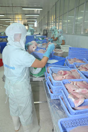 AN GIANG, VIETNAM - SEPTEMBER 12, 2013: Workers are weighing of pangasius catfish fillet  in a seafood processing plant in An Giang, a province in the Mekong delta of Vietnamのeditorial素材