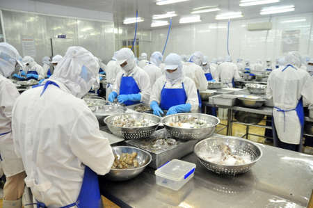 TRA VINH, VIETNAM - NOVEMBER 19, 2012: Workers are peeling and processing fresh raw shrimps in a seafood factory in the Mekong delta of Vietnamのeditorial素材