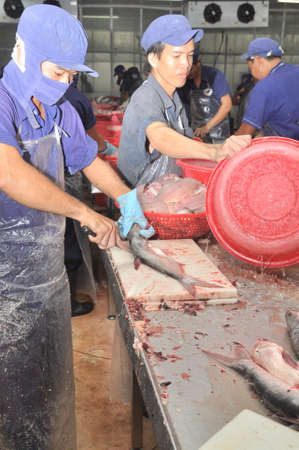 AN GIANG, VIETNAM - DECEMBER 26, 2012: Vietnamese workers are filleting pangasius fish in a seafood processing plant in the mekong deltaのeditorial素材