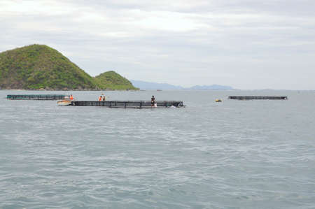 NHA TRANG, VIETNAM - JUNE 23, 2013: Feeding barramundi fish in cage culture in the Van Phong bay in Vietnamのeditorial素材