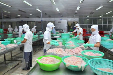 AN GIANG, VIETNAM - DECEMBER 26, 2012: Vietnamese workers are sorting pangasius fish after filleting in a seafood processing plant in the mekong deltaのeditorial素材