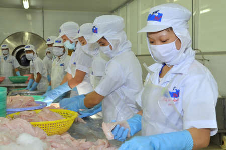 TIEN GIANG, VIETNAM - MARCH 2, 2013: Workers are testing the color of pangasius fish in a seafood processing plant in Tien Giang, a province in the Mekong delta of Vietnamのeditorial素材