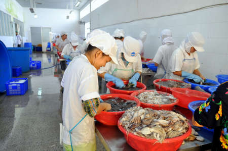 VUNG TAU, VIETNAM - SEPTEMBER 28, 2011: Workers are classifying raw fresh octopus to transfer to the next step of processing line in a seafood factory in Vietnamのeditorial素材