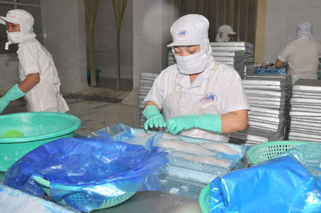 AN GIANG, VIETNAM - DECEMBER 26, 2012: Vietnamese workers are sorting pangasius fish after filleting in a seafood processing plant in the mekong deltaのeditorial素材