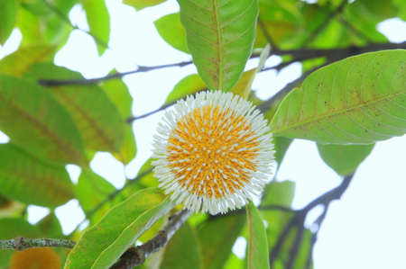 DONG THAP, VIETNAM - AUGUST 31, 2012: Wild fruits in the mekong deltaのeditorial素材