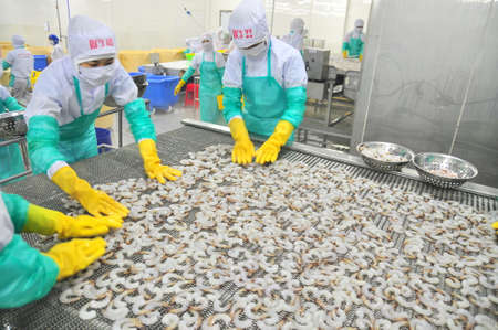 PHAN RANG, VIETNAM - DECEMBER 29, 2014: Workers are arranging shrimps in a line to the freezing machine in a seafood factory in Vietnamのeditorial素材