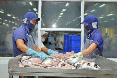AN GIANG, VIETNAM - DECEMBER 26, 2012: Vietnamese workers are sorting pangasius fish after filleting in a seafood processing plant in the mekong deltaのeditorial素材