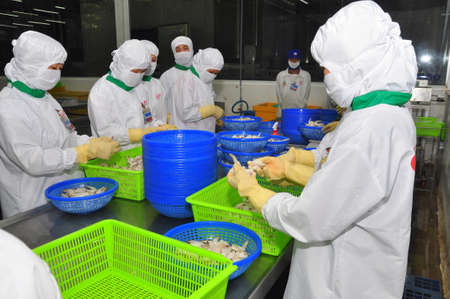 HAU GIANG, VIETNAM - JUNE 23, 2013: Workers are working in a shrimp processing plant in Hau Giang, a province in the Mekong delta of Vietnamのeditorial素材