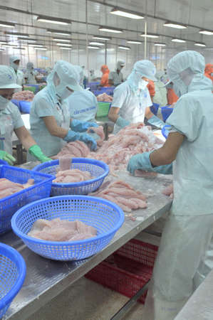 AN GIANG, VIETNAM - SEPTEMBER 12, 2013: Workers are filleting of pangasius catfish  in a seafood processing plant in An Giang, a province in the Mekong delta of Vietnamのeditorial素材