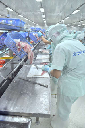 AN GIANG, VIETNAM - SEPTEMBER 12, 2013: Workers are filleting of pangasius catfish  in a seafood processing plant in An Giang, a province in the Mekong delta of Vietnamのeditorial素材