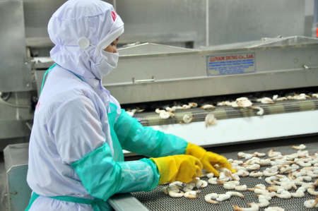 PHAN RANG, VIETNAM - DECEMBER 29, 2014: Workers are arranging shrimps in a line to the freezing machine in a seafood factory in Vietnamのeditorial素材