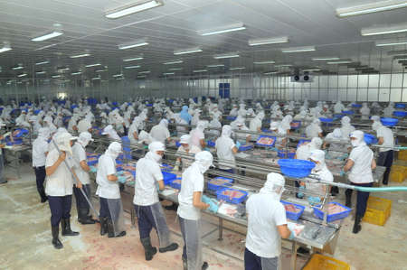 AN GIANG, VIETNAM - DECEMBER 26, 2012: Vietnamese workers are filleting pangasius fish in a seafood processing plant in the mekong deltaのeditorial素材