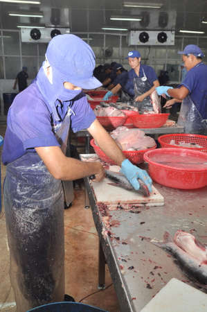 AN GIANG, VIETNAM - DECEMBER 26, 2012: Vietnamese workers are filleting pangasius fish in a seafood processing plant in the mekong deltaのeditorial素材