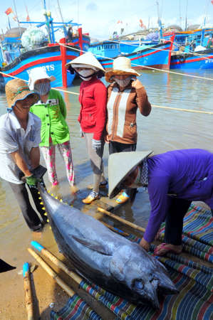 TUY HOA, VIETNAM - FEBRUARY 28, 2012: Local fishermen are transporting tuna fish from their vessels to the stretcher and bring it to the testing house in Tuy Hoa seaportのeditorial素材