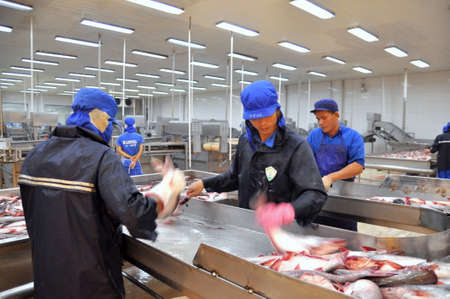 CAN THO, VIETNAM - JULY 1, 2011: Workers are killing pangasius catfish before transfering them to the next processing line in a seafood factory in the Mekong delta of Vietnamのeditorial素材
