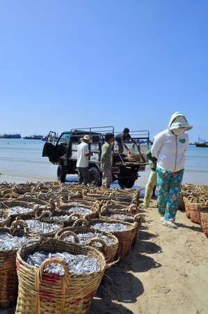 LAGI, VIETNAM - FEBRUARY 26, 2012: Fisheries are located on the beach in many baskets waiting for uploading onto the truck to the processing plantのeditorial素材