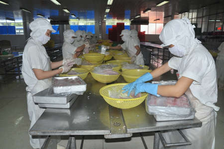 NHA TRANG, VIETNAM - MARCH 5, 2012: Workers are selecting pangasius fillet to put to the freezing machine in a seafood factory in Vietnamのeditorial素材