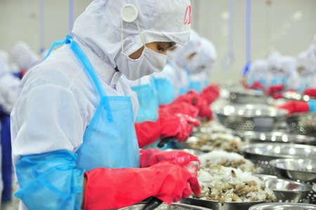 PHAN RANG, VIETNAM - DECEMBER 29, 2014: Workers are peeling and processing fresh raw shrimps in a seafood factory in Vietnamのeditorial素材