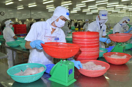 TIEN GIANG, VIETNAM - MARCH 2, 2013: Workers are weighing pangasius fish fillets in a seafood processing plant in Tien Giang, a province in the Mekong delta of Vietnamのeditorial素材