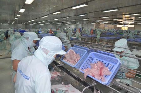 AN GIANG, VIETNAM - SEPTEMBER 12, 2013: Workers are filleting of pangasius catfish  in a seafood processing plant in An Giang, a province in the Mekong delta of Vietnamのeditorial素材