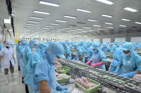 CAN THO, VIETNAM - JULY 1, 2011: Workers are filleting pangasius catfish in a seafood factory in the Mekong delta of Vietnamのeditorial素材