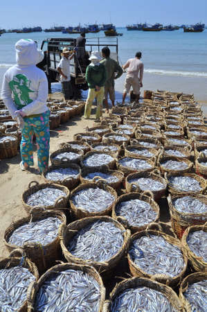 LAGI, VIETNAM - FEBRUARY 26, 2012: Fisheries are located on the beach in many baskets waiting for uploading onto the truck to the processing plantのeditorial素材