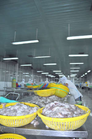 VUNG TAU, VIETNAM - SEPTEMBER 28, 2011: Workers are classifying raw fresh octopus to transfer to the next step of processing line in a seafood factory in Vietnamのeditorial素材