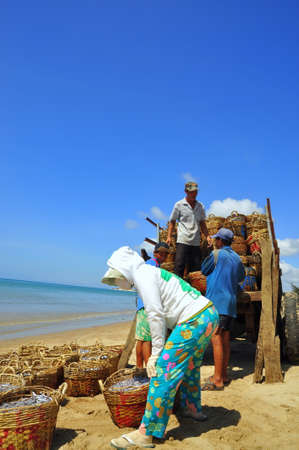LAGI, VIETNAM - FEBRUARY 26, 2012: Local women are uploading fisheries onto the truck to the processing plant in Lagi beachのeditorial素材
