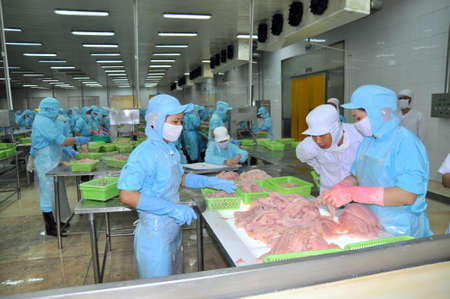 CAN THO, VIETNAM - JULY 1, 2011: Workers are working in the processing line of pangasius catfish in a seafood factory in the Mekong delta of Vietnamのeditorial素材