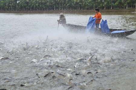 CAN THO, VIETNAM - JULY 1, 2011: Farmers are feeding pangsius catfish in their pond in the mekong delta of Vietnamのeditorial素材