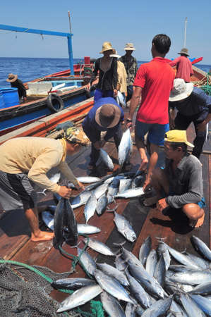 NHA TRANG, VIETNAM - MAY 5, 2012: Fishermen are collecting tuna fish caught by trawl nets in the sea of the Nha Trang bayのeditorial素材