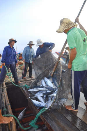 NHA TRANG, VIETNAM - MAY 5, 2012: Fishermen are collecting tuna fish caught by trawl nets in the sea of the Nha Trang bayのeditorial素材