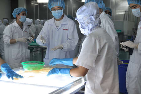 PHAN THIET, VIETNAM - DECEMBER 11, 2014:  Workers are testing the color of squids for exporting in a seafood factory in Vietnamのeditorial素材