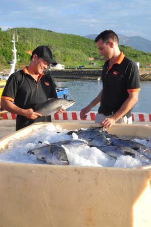 NHA TRANG, VIETNAM - JUNE 23, 2013: Barramundi fish are farmed in the Van Phong Bay and exported to the world marketのeditorial素材
