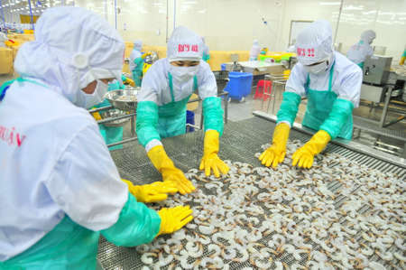PHAN RANG, VIETNAM - DECEMBER 29, 2014: Workers are arranging shrimps in a line to the freezing machine in a seafood factory in Vietnamのeditorial素材