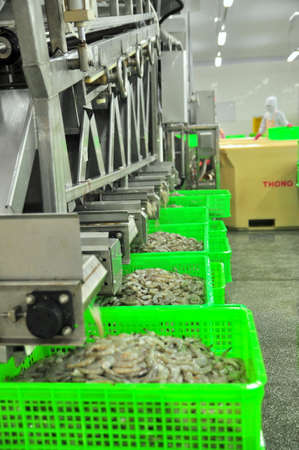 PHAN RANG, VIETNAM - DECEMBER 29, 2014: Shrimps are peeled and sized by machine for exporting in a seafood factory in Vietnamのeditorial素材