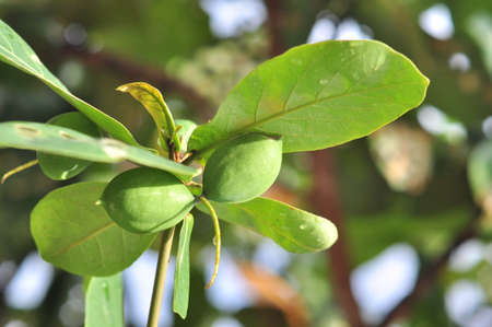 Terminalia catappa fruitの写真素材