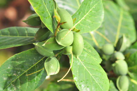Terminalia catappa fruitの写真素材