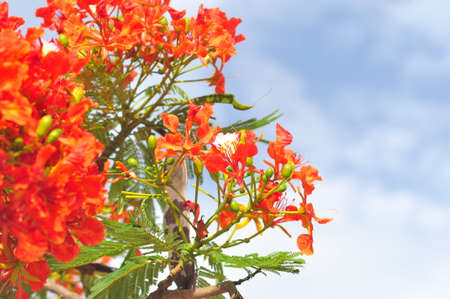 Flamboyant, Royal poinciana or Mohur tree