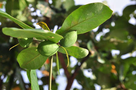 Terminalia catappa fruitの写真素材