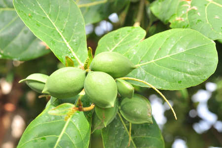 Terminalia catappa fruitの写真素材