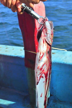 Vung Tau, Vietnam - October 11, 2015: A fish is bleeding by violence fishing method