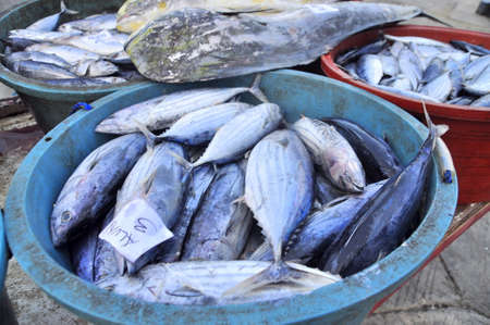 General Santos, Philippines - September 5, 2015: Tuna are being landed at the seaport to transfer to...