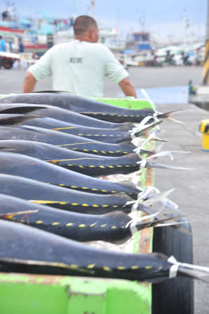 General Santos, Philippines - September 5, 2015: Porters are loading tuna onto truck to the seafood factory in General Santos cityのeditorial素材
