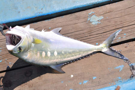 Vung Tau, Vietnam - October 11, 2015: People are hook fishing for entartainment in Vietnamのeditorial素材