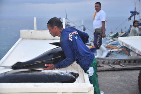 General Santos, Philippines - September 5, 2015: Tuna are being loaded on to truck to the seafood factoryのeditorial素材