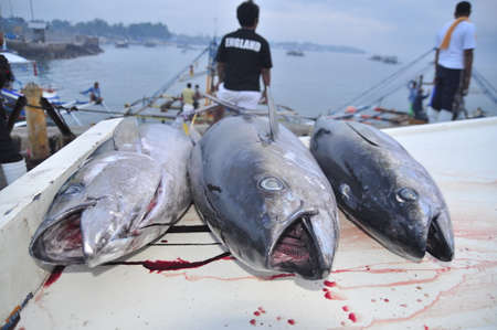General Santos, Philippines - September 5, 2015: Tuna are being loaded onto truck to the factoryのeditorial素材