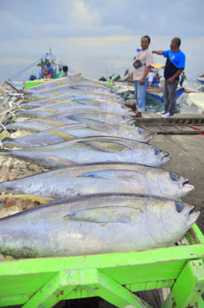 General Santos, Philippines - September 5, 2015: Tuna are being loaded onto truck to the factory