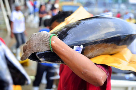 General Santos, Philippines - September 5, 2015: Fishermen are weighing tuna to sell to the market